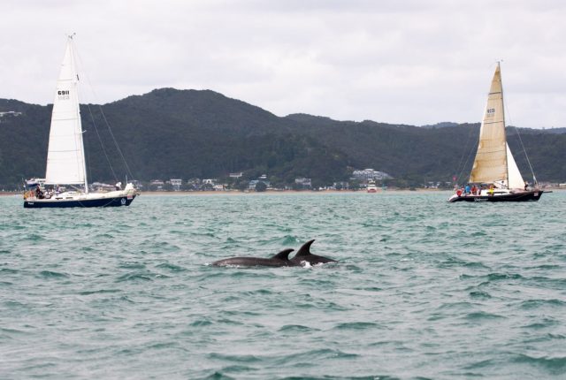 Bay of Islands Marine Mammal Sanctuary Restrictions teaser image